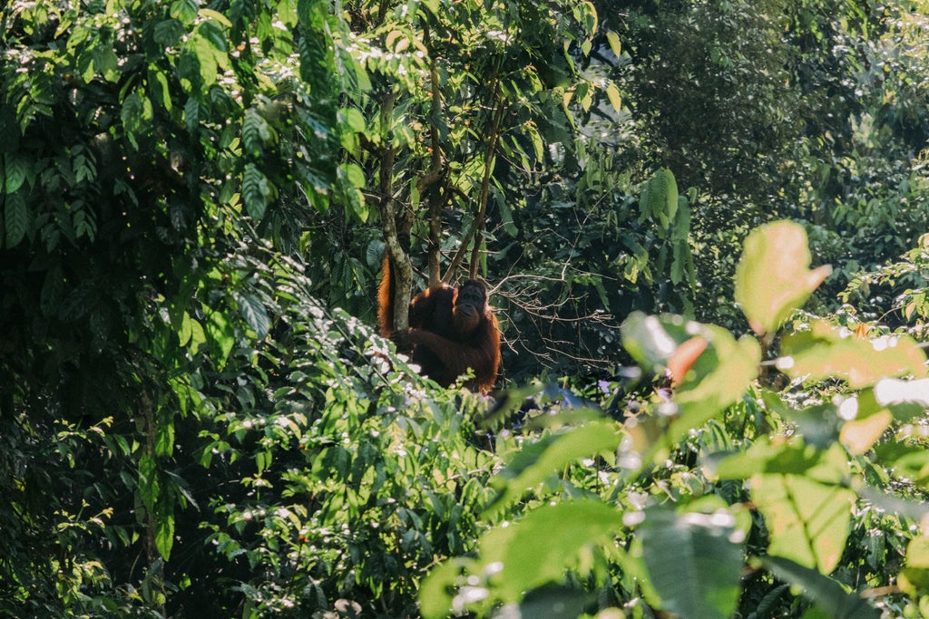 Wildlife boat cruise on Kinabatangan River, with elegant wooden riverboat gliding past lush rainforest at golden hour, Sabah Malaysia