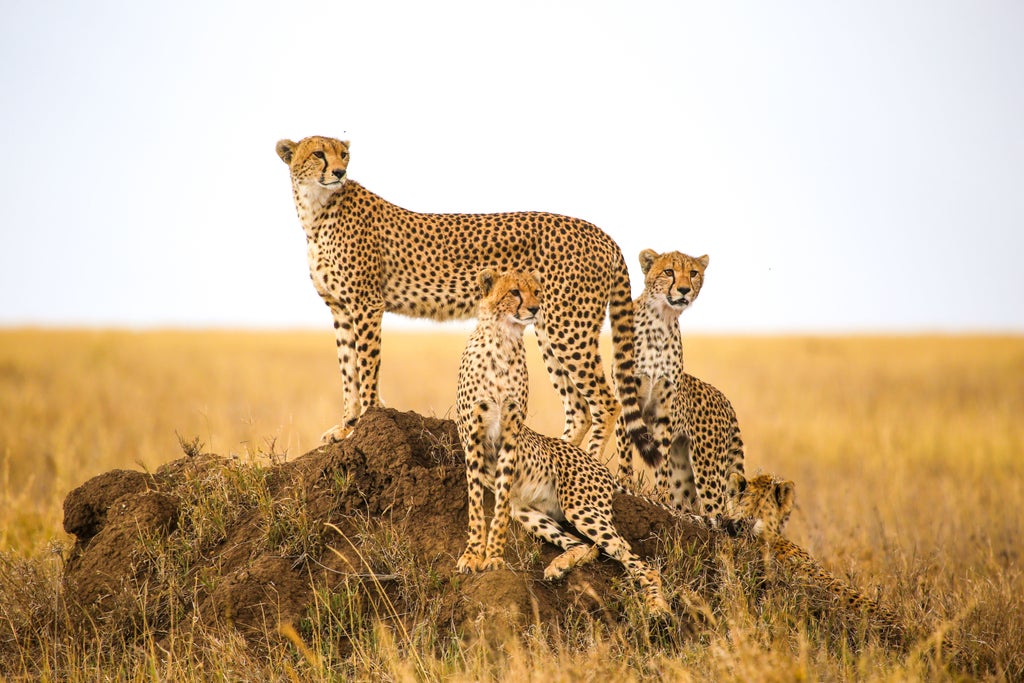 A pride of lions rests beneath an umbrella acacia tree in the golden savanna grasslands of Tanzania's Northern Serengeti at sunset