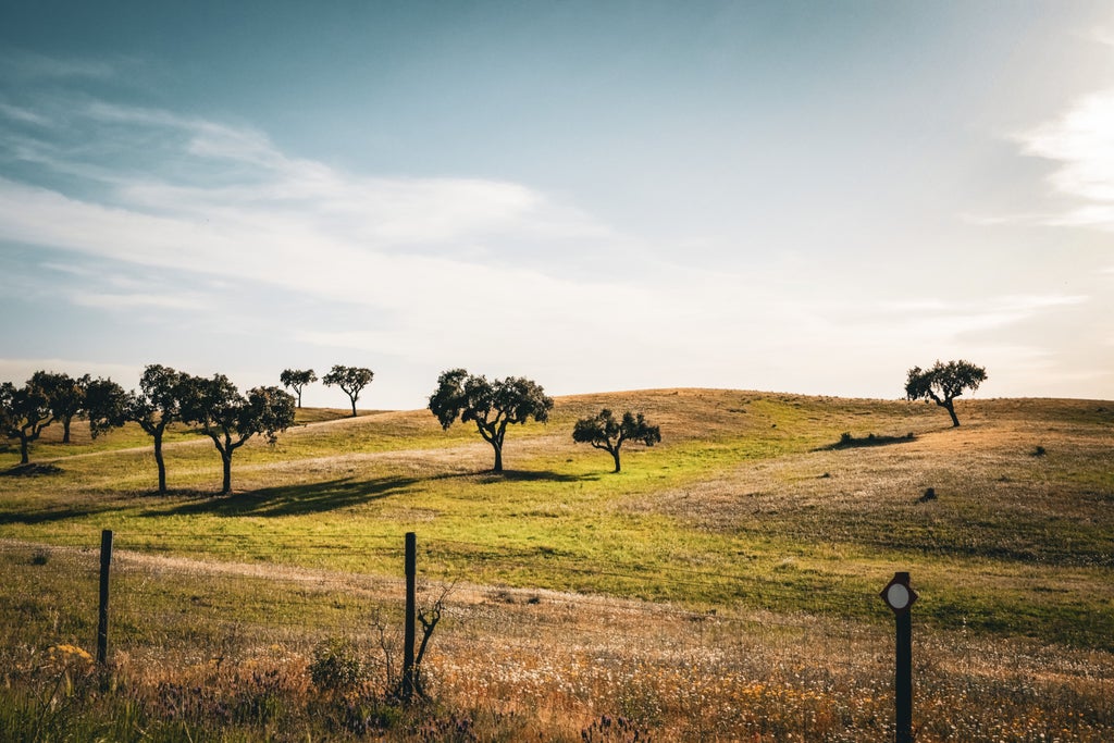 Rolling hills of Portugal's Alentejo region at golden hour, featuring rustic stone farmhouses and endless rows of cork oak trees