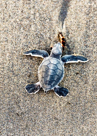 Protecting wildlife from baby sea turtles...