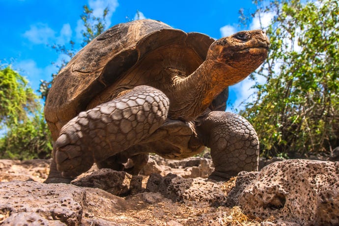 Galapagos tortoises can live to be well over 100.
