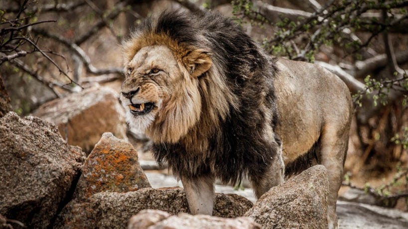 The life of the male lion is difficult as it battles other male lions for territorial and pride control