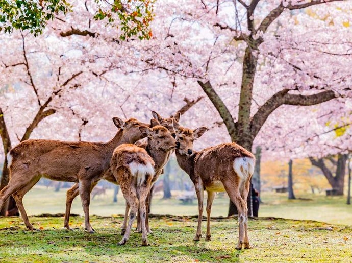 Nara Park
