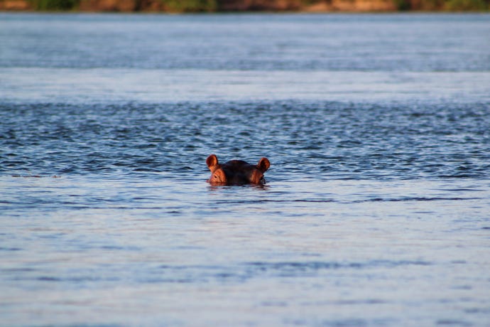 Keeps your eyes peeled during river cruises