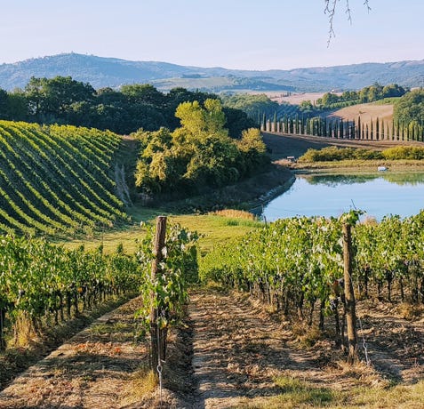 Rolling vineyards in Tuscany
