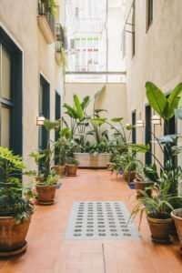 Minimalist Barcelona hotel lobby with mid-century modern furniture, warm terracotta tones, and lush indoor plants creating an inviting Mediterranean design aesthetic.