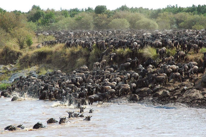 A feast for crocodiles...