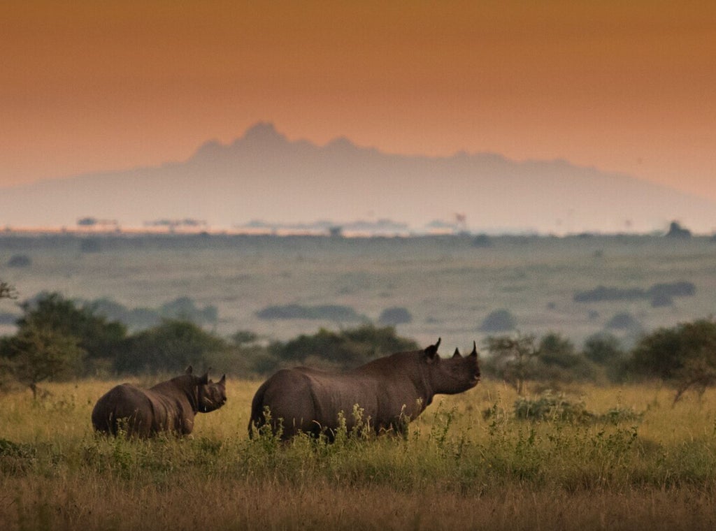 A lone giraffe grazes against the striking backdrop of Nairobi's modern skyline, showcasing the unique urban-wilderness blend at sunrise