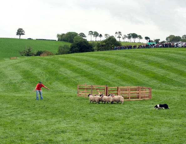 Watch a demonstration with a local shepherd
