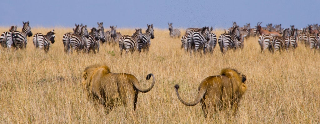 Sweeping aerial view of luxury tented safari camp nestled in golden savanna grasslands beneath majestic acacia trees in Serengeti