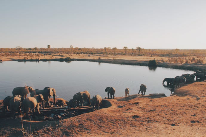 A busy watering hole at Hwange National Park