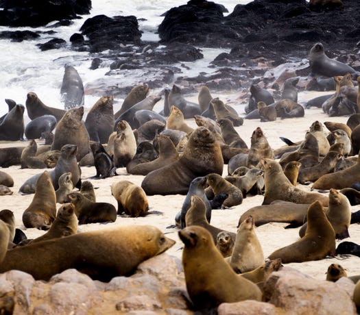 Lions meet sea lions on the Skeleton Coast