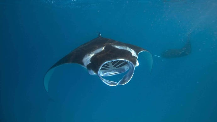 Manta rays are gentle and graceful