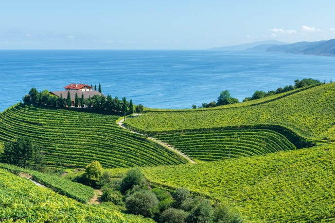 Txakoli vineyards overlooking the sea
