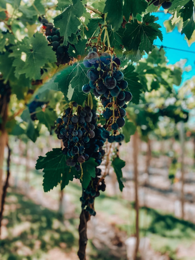 High-end wine estate with lush vineyards stretching towards snow-capped Andes mountains, pink-hued sunset lighting in Mendoza, Argentina