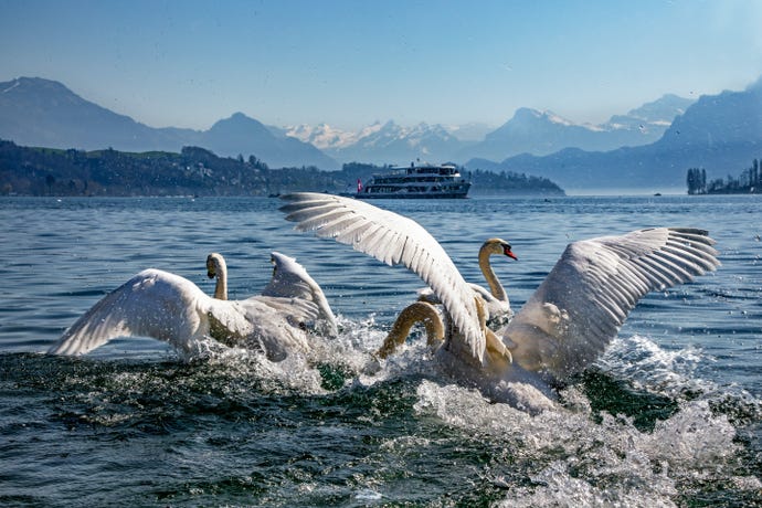 Swans on Lake Lucerne, Switzerland.
