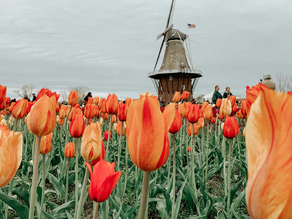 Vibrant tulip fields stretch across lush Netherlands landscape, with elegant figures in designer attire walking among rows of colorful blossoming flowers at sunset