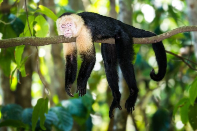 Capuchin Monkey at Manuel Antonio national park. By the time you get there, you can relate.