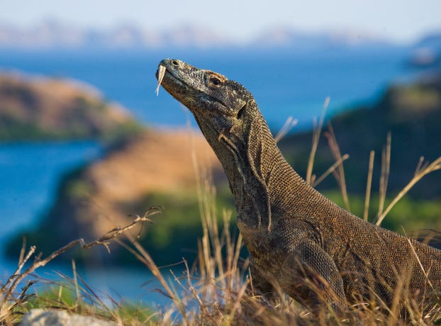 The Komodo Dragon
