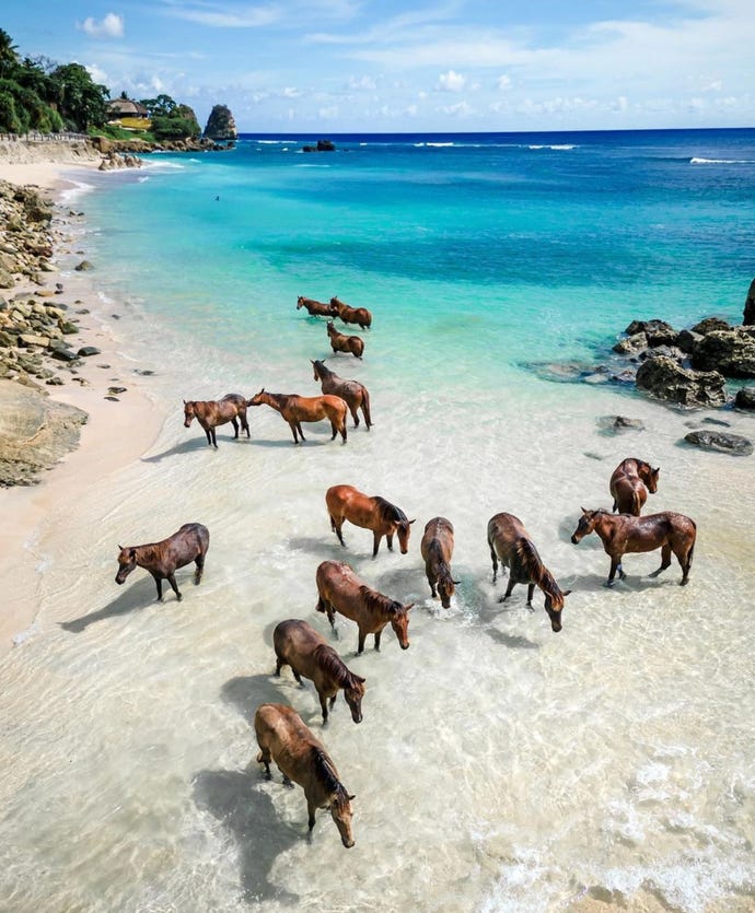 Wild horses of Nihi
