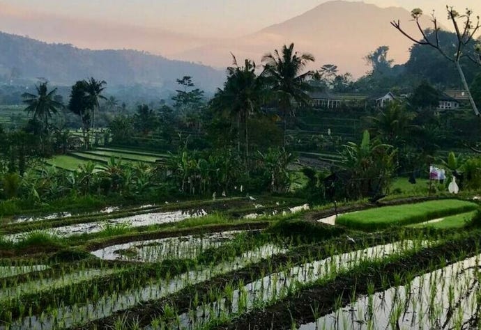 Rice Field Trekking
