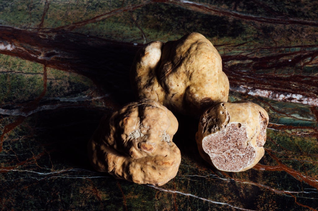 Group of truffle hunters with expert guide and trained dog exploring Tuscan forest in search of rare truffles during sunset in Chianti