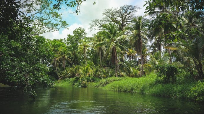 Tropical jungle near Portobelo