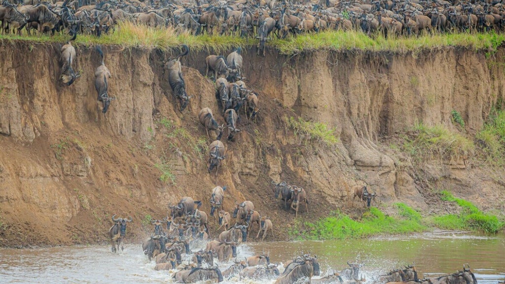 Thundering wildebeest herds crossing Serengeti plains at golden sunrise, with elegant safari vehicles observing the breathtaking annual wildlife migration