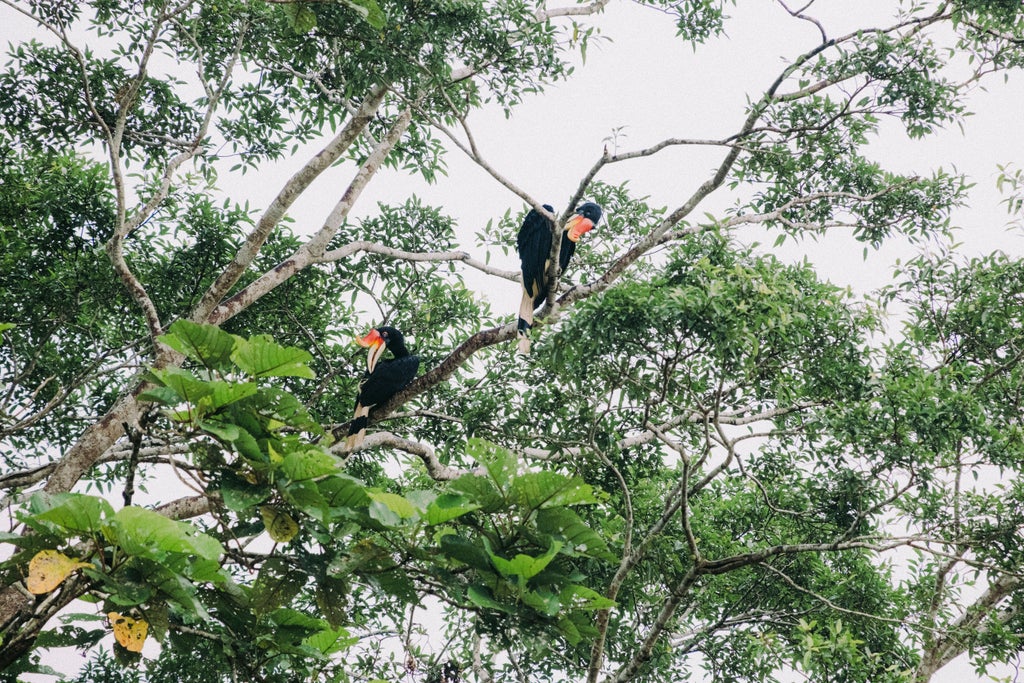 Orangutans roam lush rehabilitation center amid verdant Bornean rainforest, wooden walkways guiding visitors through Sepilok's pristine wildlife sanctuary