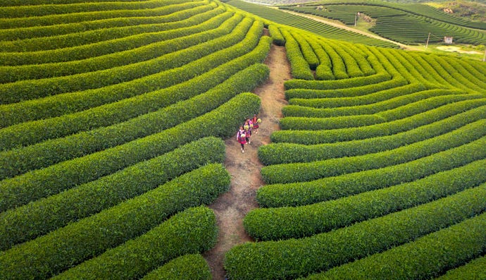 Aerial view of tea plantation
