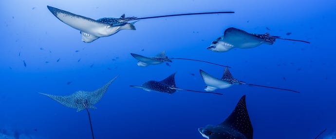 Dive in and explore the vertical reef walls of Turks and Caicos