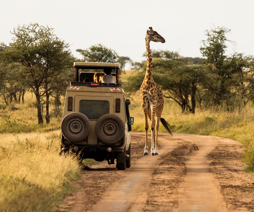 A Safari in the Serengeti