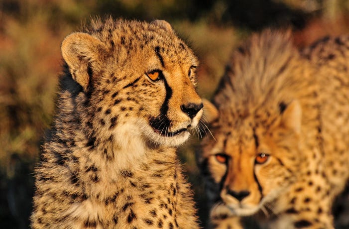 Cheetah on the early morning prowl
