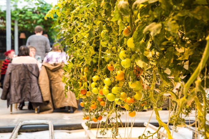 Tomato vines in the greenhouse of Fríðheimar
