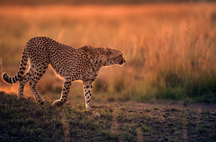 A cheetah prowling the savannah of the Masai Mara at dawn