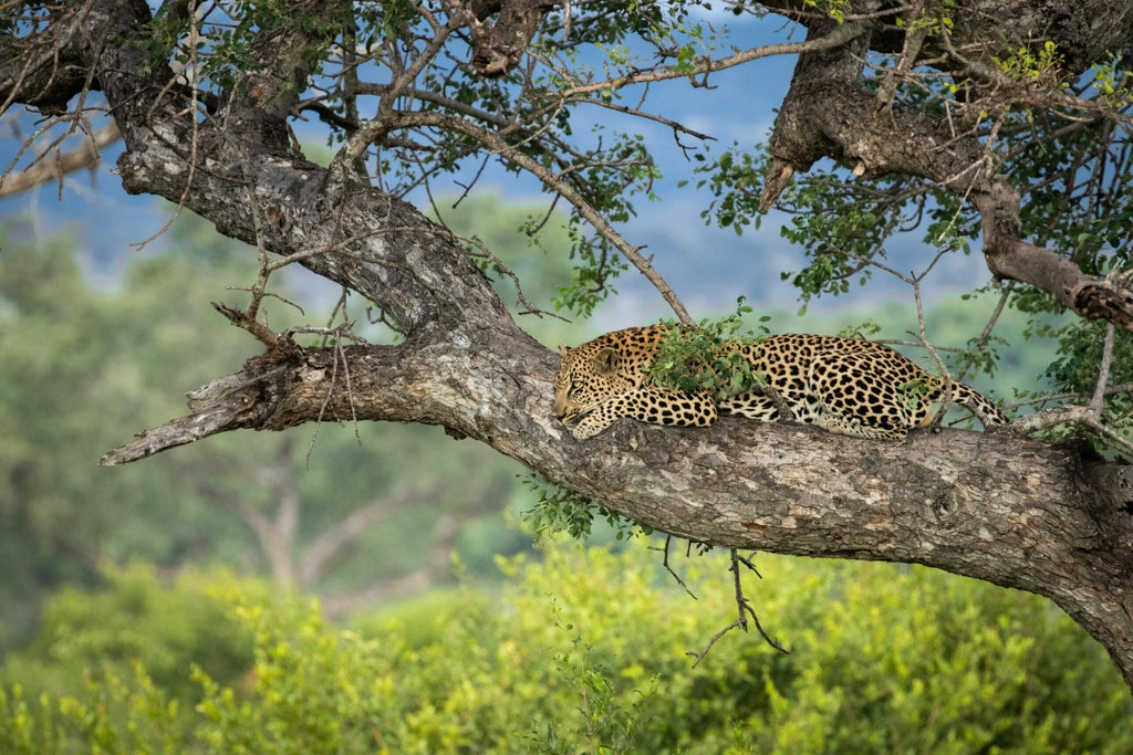 Elevated luxury safari suite with private wooden deck overlooking African bushveld, featuring plush outdoor lounge furniture and canvas roof