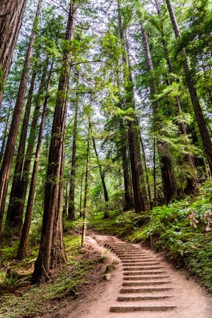 Muir Woods
