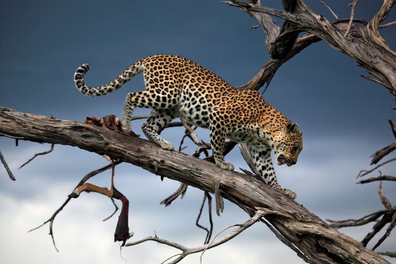 Luxury safari tent overlooking Okavango Delta, featuring private deck, canvas walls and thatched roof amid lush African savanna