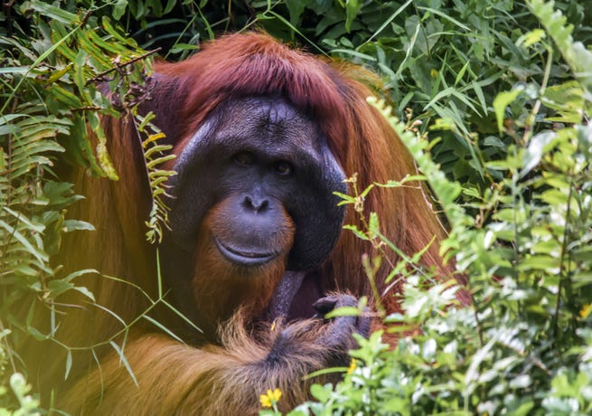 The island of Borneo is one of the only places on Earth where orangutans live