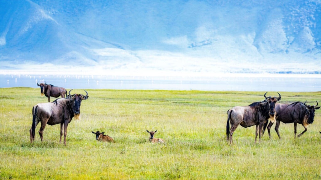 Vast savanna landscape at Ngorongoro Crater with luxury safari lodge overlooking lush plains and wildlife at golden hour