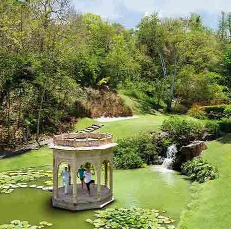 Start your mornings with Tai Chi at the lily pond