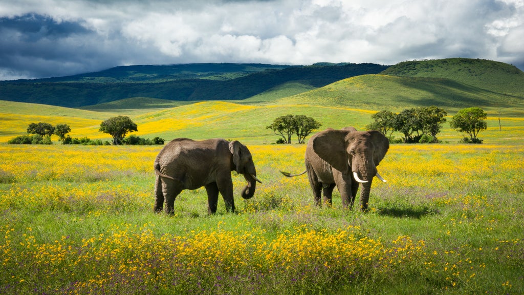 Lush green Ngorongoro Crater rim with sweeping savanna views below, dotted with wildlife and surrounded by misty volcanic walls