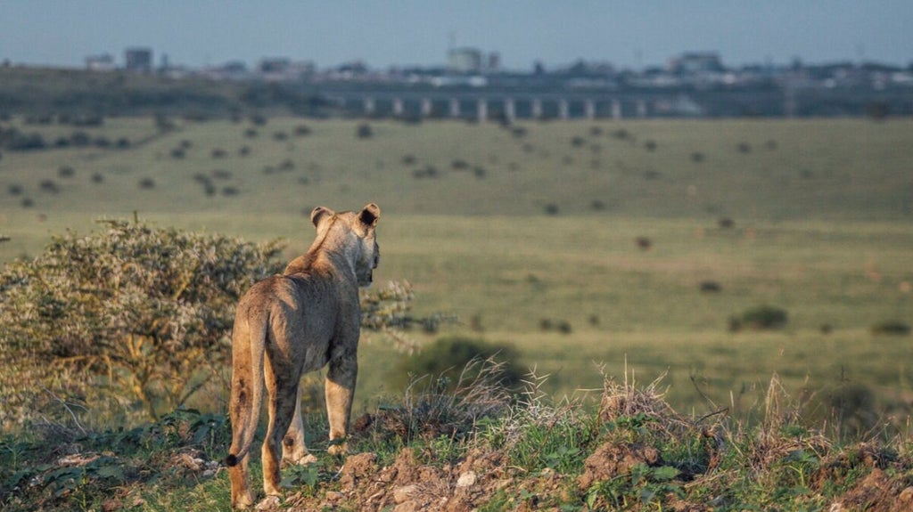 Two male lions resting on grassy savanna with Nairobi's modern cityscape and high-rise buildings visible in the background at sunset