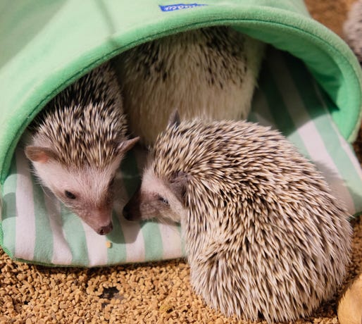 A hedgehog cafe in Tokyo
