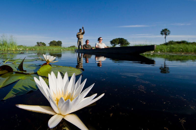 Elevated wooden boardwalk leads to luxurious tented suites over wetlands, with palm trees and lush greenery at Botswana safari lodge