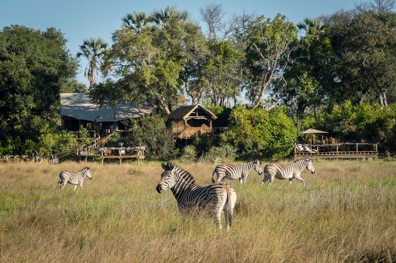 Elevated luxury safari lodge with tented suite overlooking vast grasslands, wooden deck, and private plunge pool amid Okavango Delta