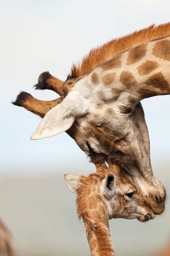 A tender moment between a giraffe and her calf
