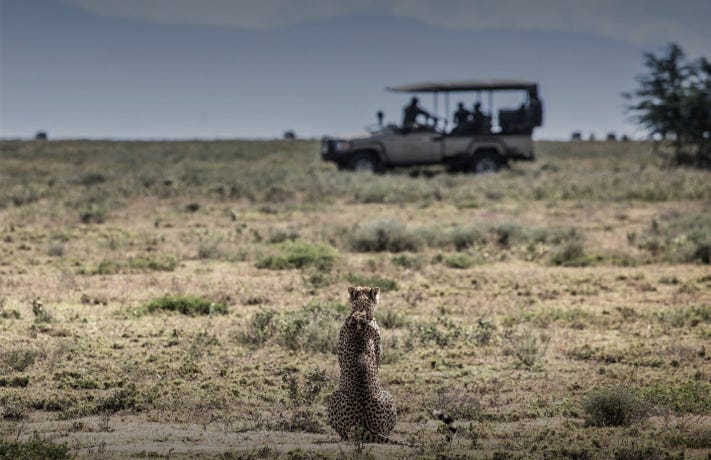 Experience some of the most epic game drives around Serengeti National Park