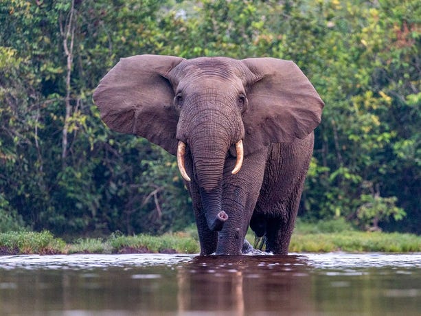 Follow the elephant families that parade through the area around Lango Camp