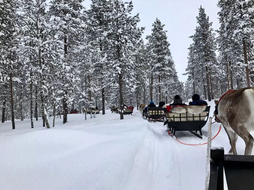 Majestic reindeer traverse snow-covered Lapland forest, golden sunset illuminating pristine Arctic wilderness under a luxurious winter travel experience